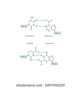 Diagram showing hydrogen bonds between DNA nitrogenous bases - Cytidine, Guanosine, Adenosine, Thymidine. simple schematic illustration.