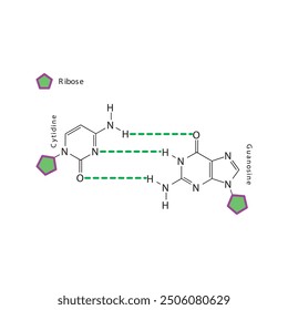 Diagram showing hydrogen bonds between DNA nitrogenous bases - Cytidine and Guanosine, simple schematic illustration.