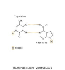 Diagram showing hydrogen bonds between DNA nitrogenous bases - Thymidine and Adenosine, simple schematic illustration.