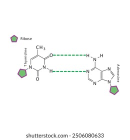 Diagram showing hydrogen bonds between DNA nitrogenous bases - Thymidine and Adenosine, simple schematic illustration.