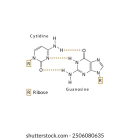 Diagram showing hydrogen bonds between DNA nitrogenous bases - Cytidine and Guanosine, simple schematic illustration.