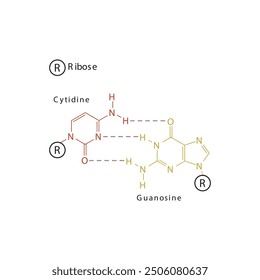 Diagram showing hydrogen bonds between DNA nitrogenous bases - Cytidine and Guanosine, simple schematic illustration.