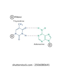 Diagram showing hydrogen bonds between DNA nitrogenous bases - Thymidine and Adenosine, simple schematic illustration.