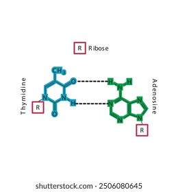 Diagram showing hydrogen bonds between DNA nitrogenous bases - Thymidine and Adenosine, simple schematic illustration.