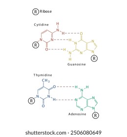 Diagram showing hydrogen bonds between DNA nitrogenous bases - Cytidine, Guanosine, Adenosine, Thymidine. simple schematic illustration.