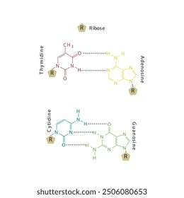 Diagram showing hydrogen bonds between DNA nitrogenous bases - Cytidine, Guanosine, Adenosine, Thymidine. simple schematic illustration.