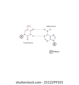 Diagram showing hydrogen bonds between DNA nitrogenous bases - Thymidine and Adenosine, simple schematic illustration.