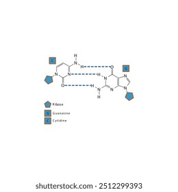 Diagram showing hydrogen bonds between DNA nitrogenous bases - Cytidine and Guanosine, simple schematic illustration.