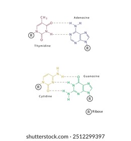 Diagram showing hydrogen bonds between DNA nitrogenous bases - Cytidine, Guanosine, Adenosine, Thymidine. simple schematic illustration.