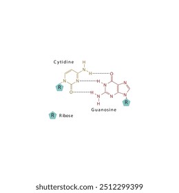 Diagram showing hydrogen bonds between DNA nitrogenous bases - Cytidine and Guanosine, simple schematic illustration.