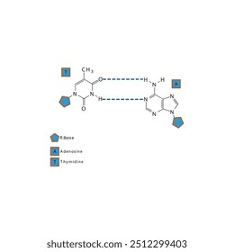 Diagram showing hydrogen bonds between DNA nitrogenous bases - Thymidine and Adenosine, simple schematic illustration.