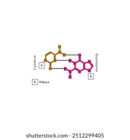 Diagram showing hydrogen bonds between DNA nitrogenous bases - Cytidine and Guanosine, simple schematic illustration.