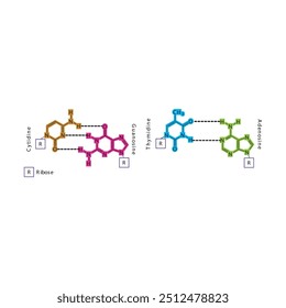 Diagram showing hydrogen bonds between DNA nitrogenous bases - Cytidine, Guanosine, Adenosine, Thymidine. simple schematic illustration.