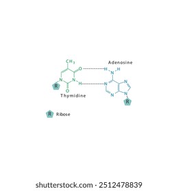 Diagram showing hydrogen bonds between DNA nitrogenous bases - Thymidine and Adenosine, simple schematic illustration.