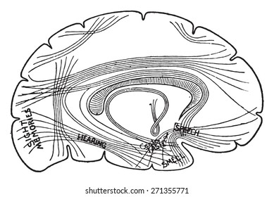 Diagram Showing Important Centers In The Brain And Their Association, Vintage Engraved Illustration.
