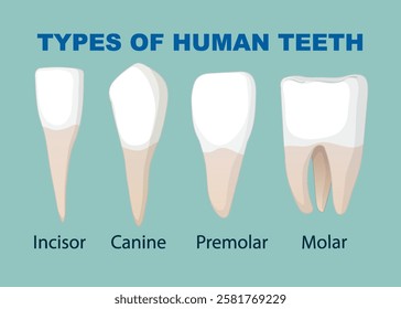 Diagram showing incisor, canine, premolar, and molar