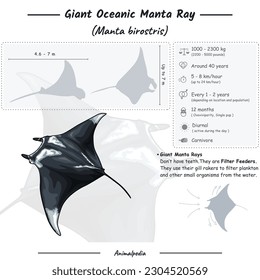 Diagram showing Infographic of a Giant Manta ray. Anatomy, identification and description. Can be used for topics like biology, zoology.