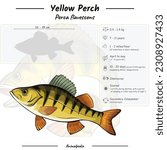 Diagram showing Infographic of a Yellow Perch fish. Anatomy, identification and description. Can be used for topics like biology, zoology.