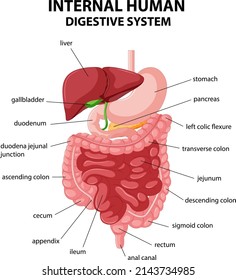 Diagram showing internal human digestive system illustration