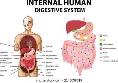 Diagram showing internal human digestive system illustration