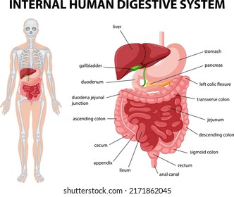 Abbildung der inneren Abbildung des menschlichen Verdauungssystems