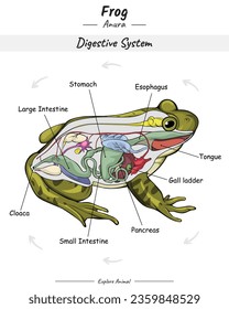 Diagram showing Internal Parts of frog. Frog Digestive system. for biology science education