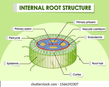 Diagram showing internal root structure illustration