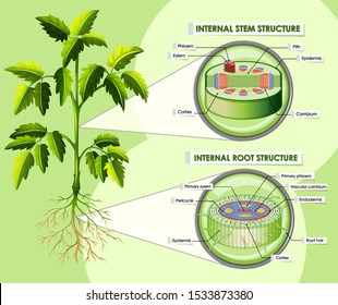 Diagram showing internal stem structure illustration