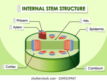 Diagram Showing Internal Stem Structure Illustration Stock Vector ...