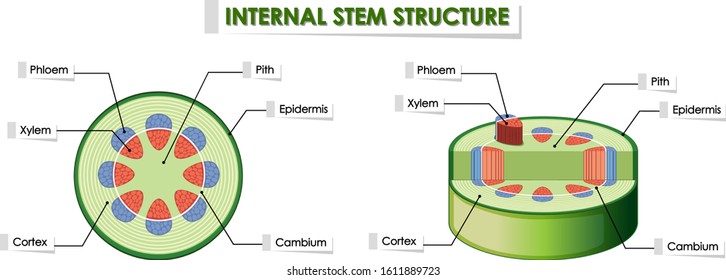 Diagram showing internal stem structure illustration