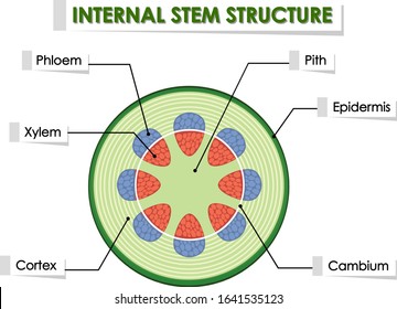 Diagram Showing Internal Stem Structure Illustration Stock Vector ...