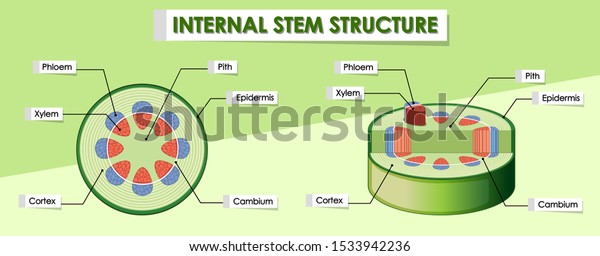 Diagram Showing Internal Stem Structure Illustration Stock Vector ...