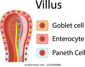 Diagram Showing Intestinal Villus Structure Illustration