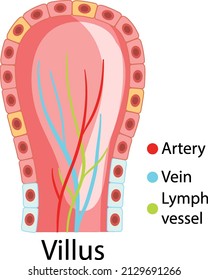 Diagram Showing Intestinal Villus Structure Illustration