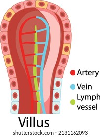 Diagram Showing Intestinal Villus Structure Illustration