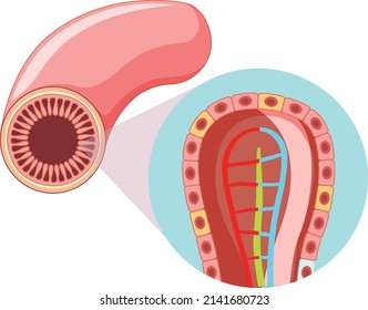 Diagram Showing Intestinal Villus Structure Illustration