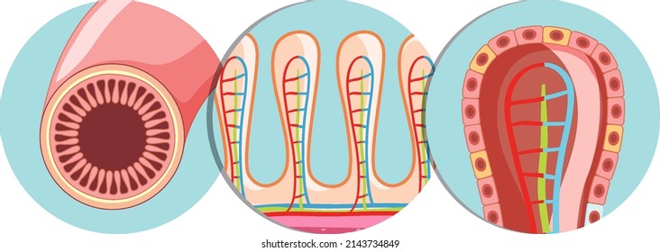 Diagram Showing Intestinal Villus Structure Illustration