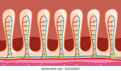 Diagram Showing Intestinal Wall Structure Illustration