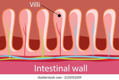 Diagram Showing Intestinal Wall Structure Illustration