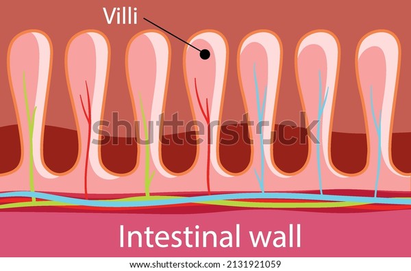 Diagram\
showing intestinal wall structure\
illustration