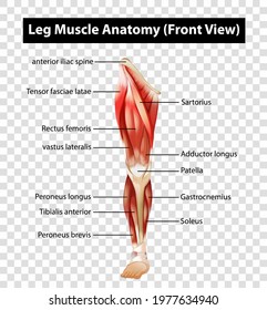 Diagram Showing Leg Muscle Anatomy (Front View) On Transparent Background Illustration