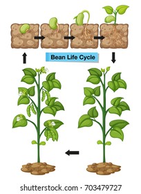 Diagram showing life cycle of bean illustration