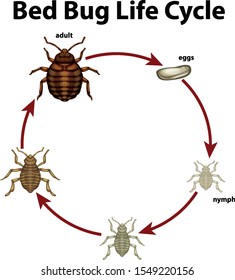 Diagram showing life cycle of bed bug illustration