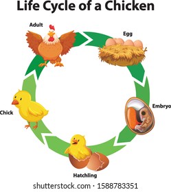 Diagram Showing Life Cycle Chicken Illustration Stock Vector (Royalty ...