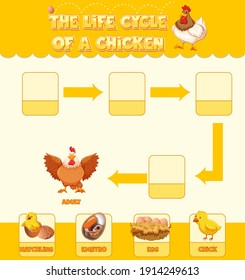 Diagram showing life cycle of Chicken illustration