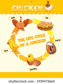 Diagram Showing Life Cycle Chicken Illustration Stock Vector (Royalty ...