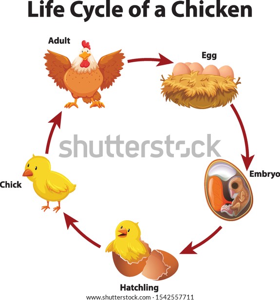 Diagram Showing Life Cycle Chicken Illustration Stock Vector (Royalty ...