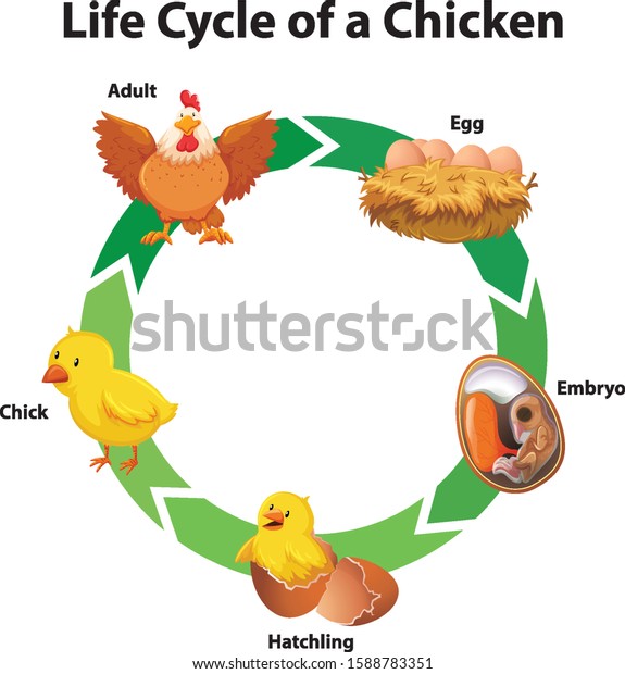 Diagram Showing Life Cycle Chicken Illustration Stock Vector (Royalty ...