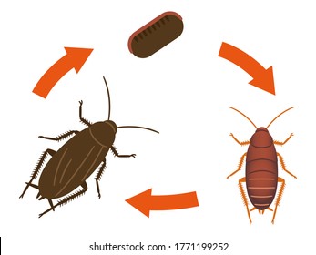 Diagram showing life cycle of cockroach illustration