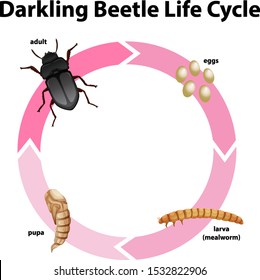 Diagram Showing Life Cycle Darkling Beetle Stock Vector (Royalty Free ...